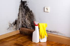 Professional Mold Prevention & Removal  in Norwalk, OH